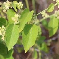 Leptadenia reticulata (Retz.) Wight & Arn